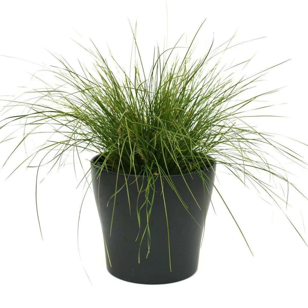 Lomandra confertifolia 'Mislimra' ~ Leading® Lime Mist™ Lomandra-ServeScape