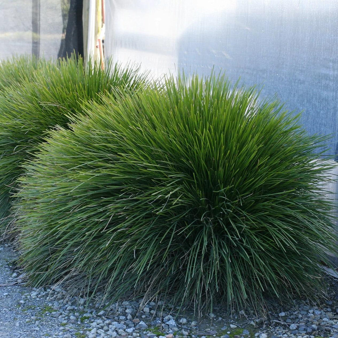 Lomandra confertifolia 'Limtigra' ~ Leading® Lime Tight™ Lomandra-ServeScape