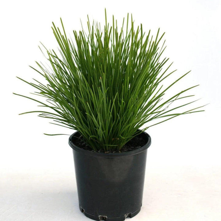 Lomandra confertifolia 'Limtigra' ~ Leading® Lime Tight™ Lomandra-ServeScape