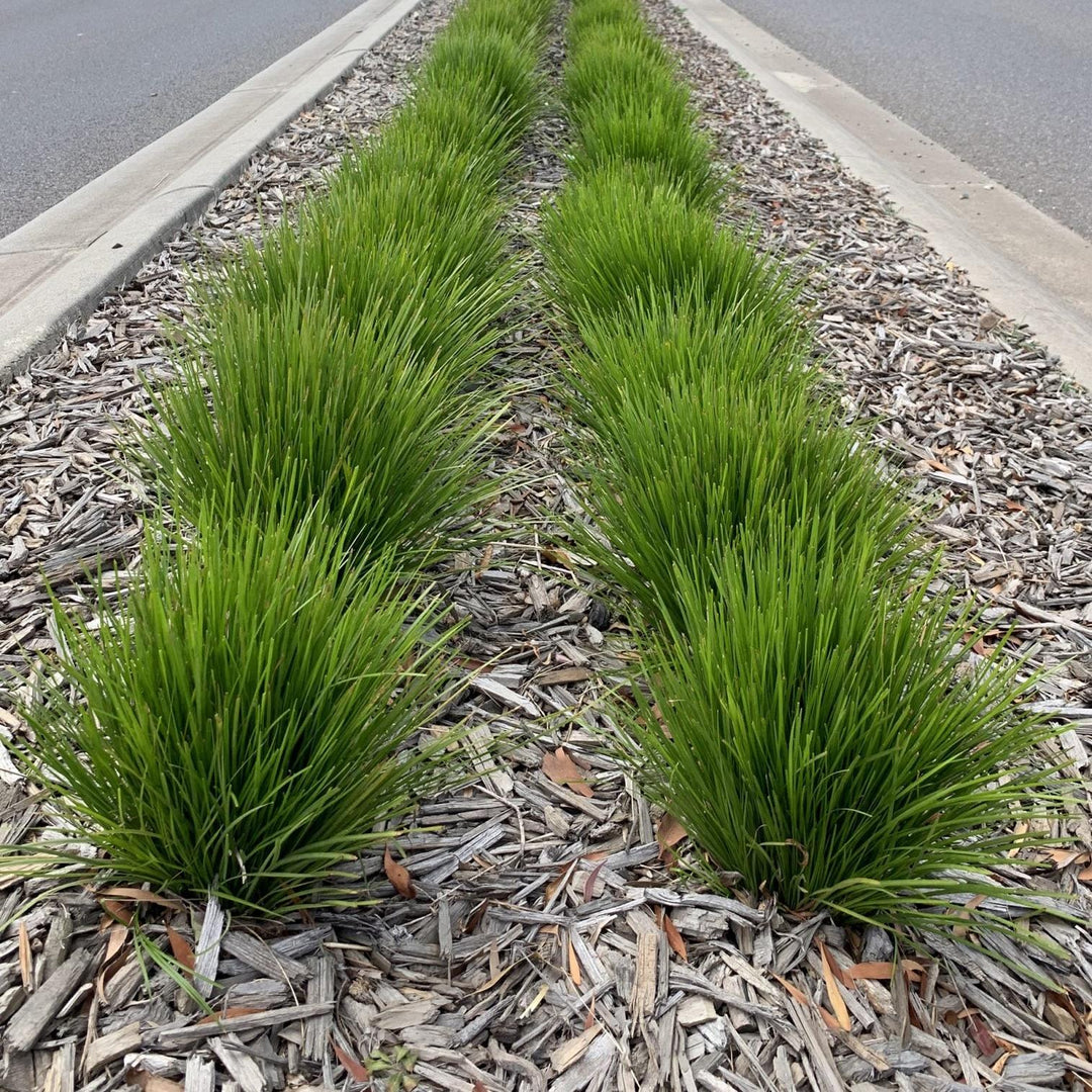Lomandra confertifolia 'Limtigra' ~ Leading® Lime Tight™ Lomandra-ServeScape