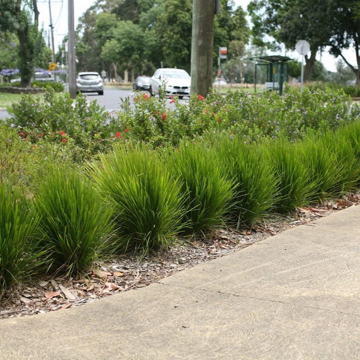 Lomandra confertifolia 'Limtigra' ~ Leading® Lime Tight™ Lomandra-ServeScape