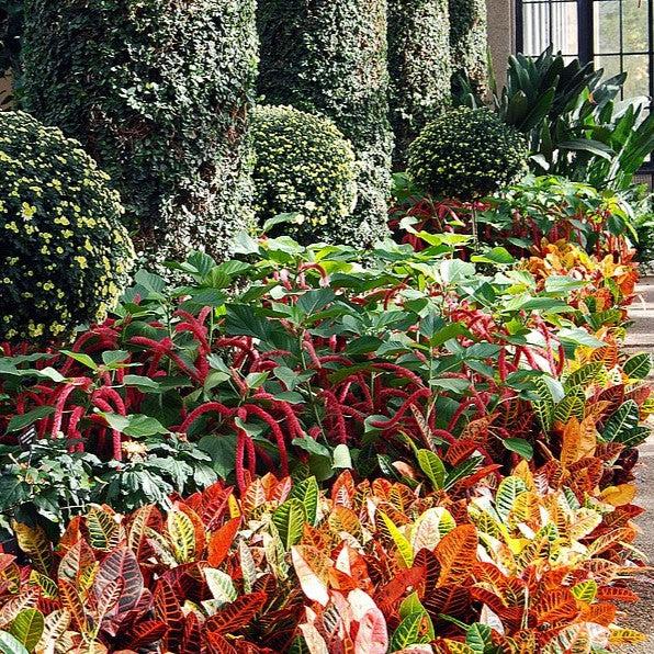 Acalypha hispida ~ Chenille Plant-ServeScape