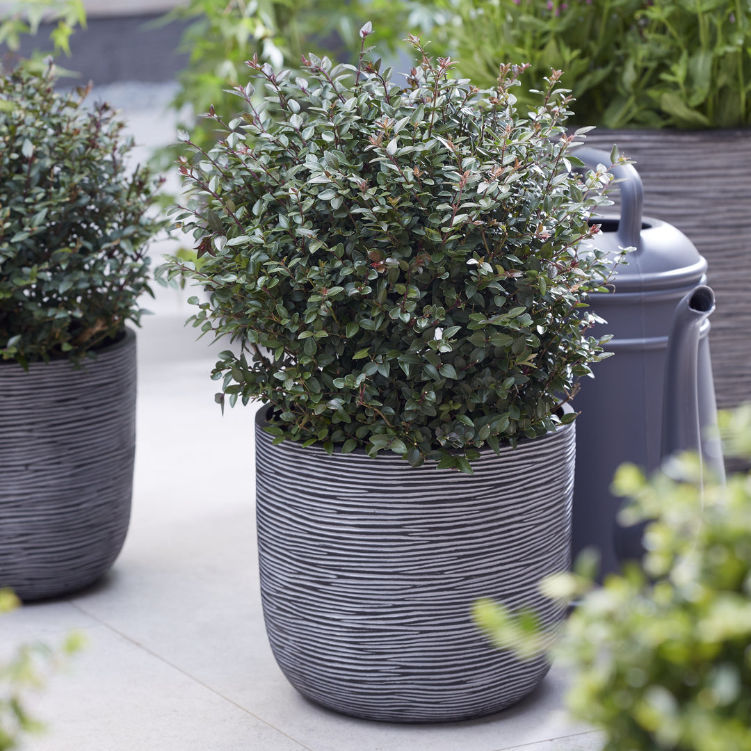 Lonicera nitida 'LN02' ~ Garden Clouds® Purple Storm Honeysuckle-ServeScape