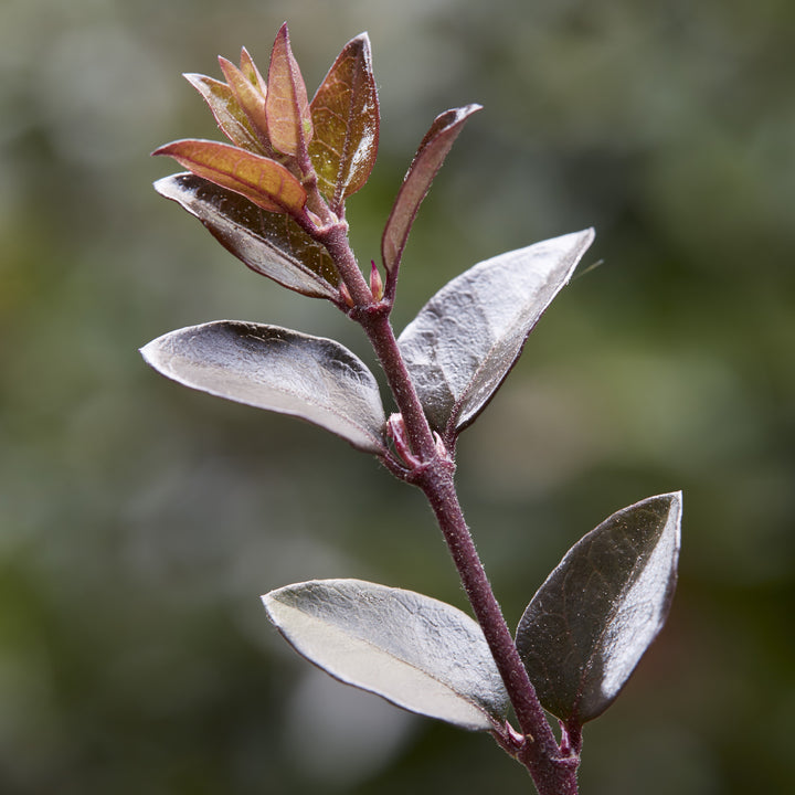 Lonicera nitida 'LN02' ~ Garden Clouds® Purple Storm Honeysuckle-ServeScape