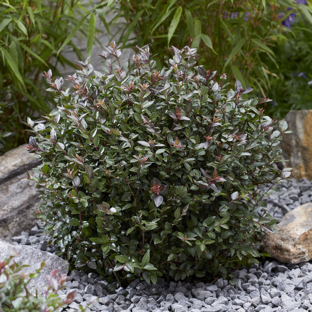 Lonicera nitida 'LN02' ~ Garden Clouds® Purple Storm Honeysuckle-ServeScape