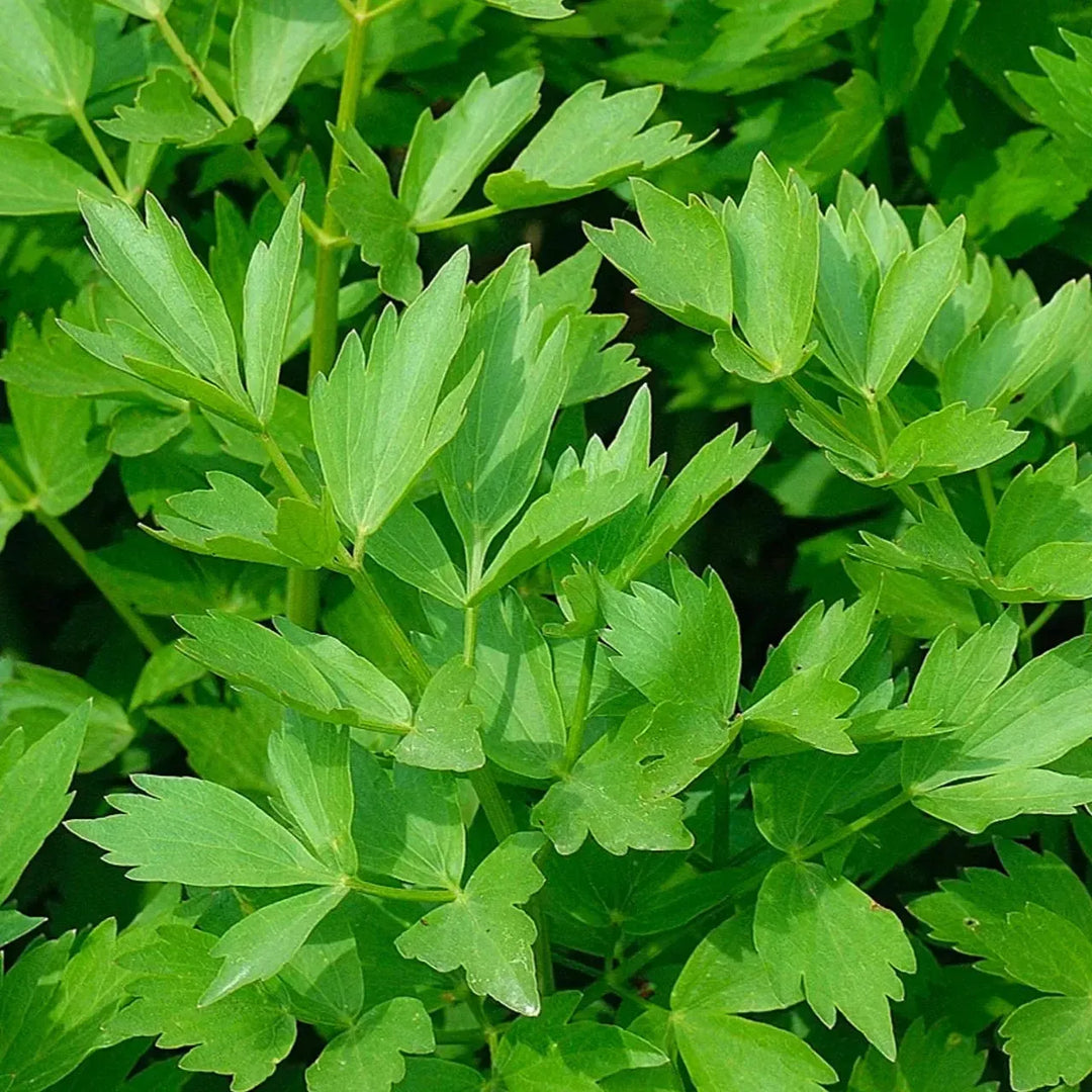 Levisticum officinale ~ Lovage-ServeScape