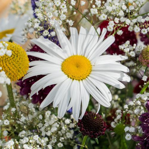 Leucanthemum x superbum 'Lucille Grace' ~ Lucille™ Grace Shasta Daisy-ServeScape