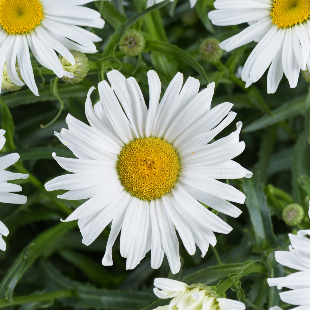 Leucanthemum x superbum 'Lucille Grace' ~ Lucille™ Grace Shasta Daisy-ServeScape