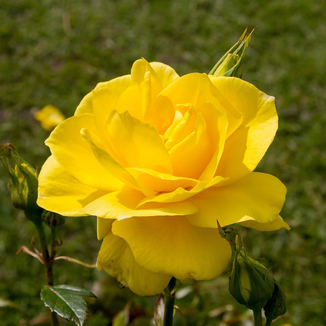 Rosa 'KORresia' ~ Sunsprite Rose-ServeScape