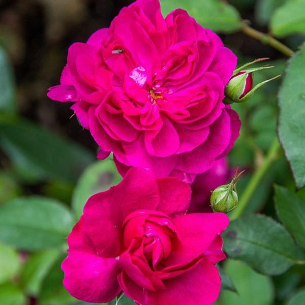Rosa 'Darcey Bussell' ~ Darcey Bussell Rose-ServeScape