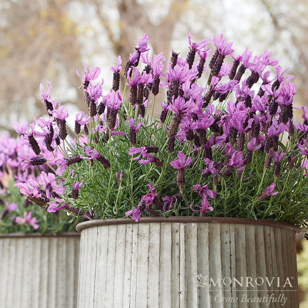 lavender plant monrovia Monrovia® Javelin Forte™ Deep Purple Spanish Lavender