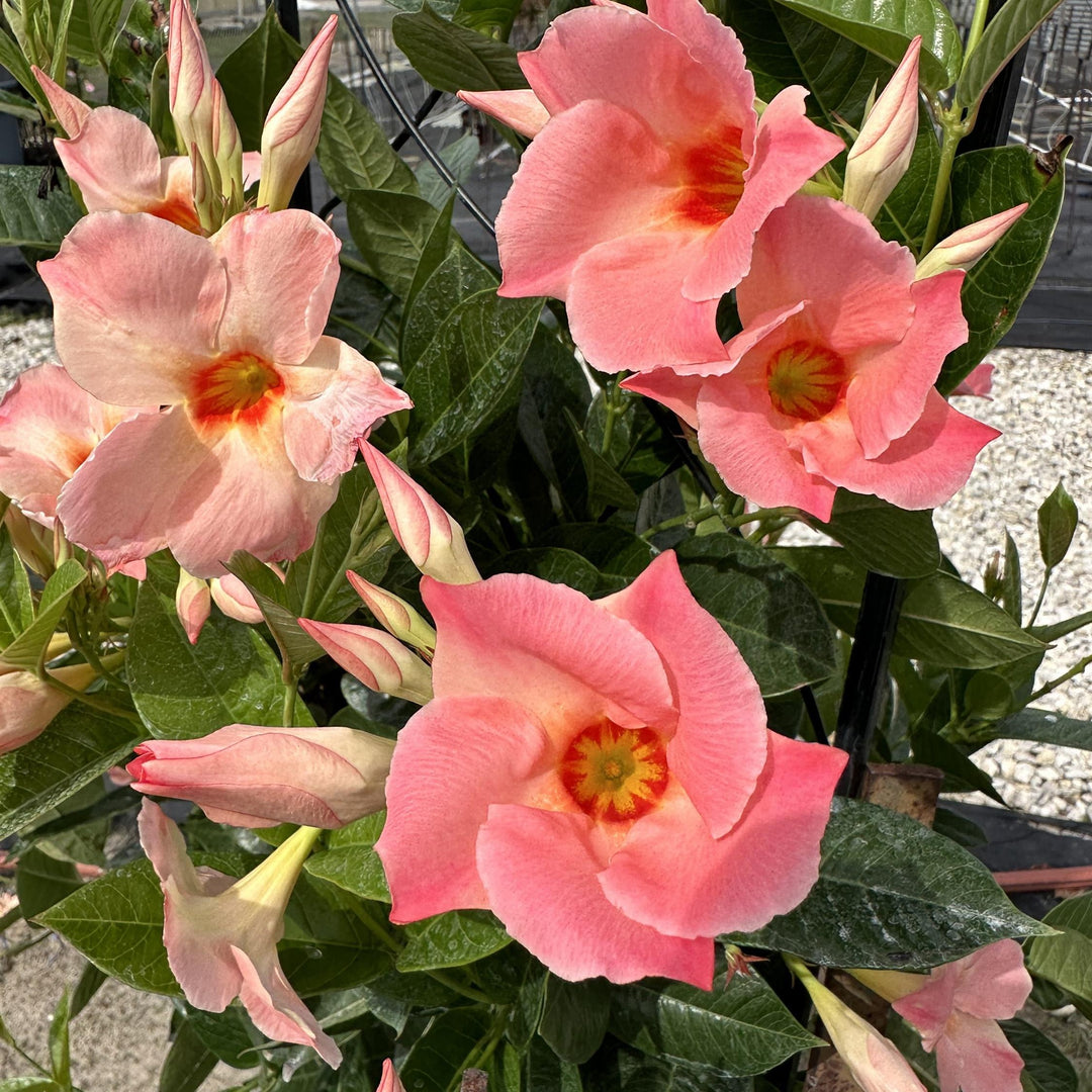 Mandevilla x 'Giant Peach Sunrise' ~ Sun Parasol® Giant Peach Sunrise Mandevilla-ServeScape