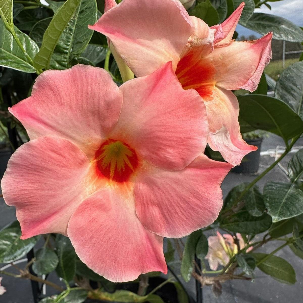 Mandevilla x 'Giant Peach Sunrise' ~ Sun Parasol® Giant Peach Sunrise Mandevilla-ServeScape