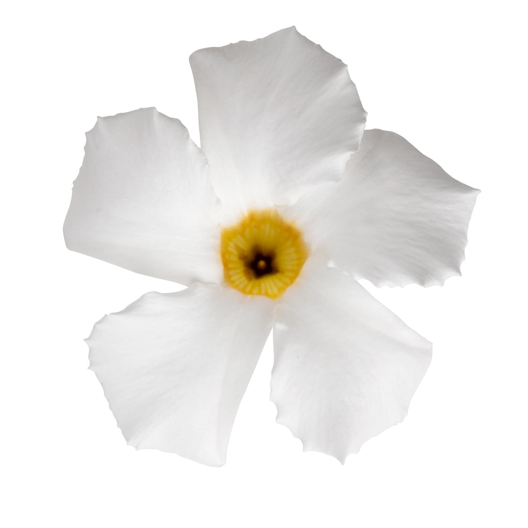 Mandevilla x 'Sunmandeho' ~ Sun Parasol® Giant White Mandevilla-ServeScape