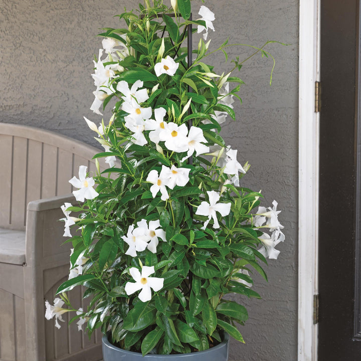 Mandevilla x 'Sunmandeho' ~ Sun Parasol® Giant White Mandevilla-ServeScape
