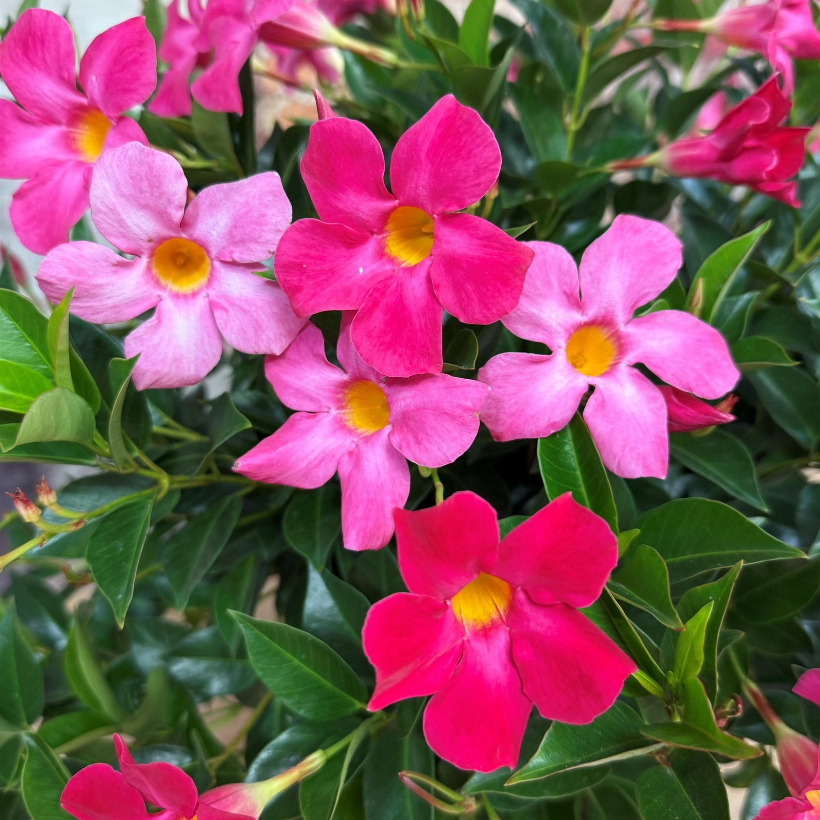 Mandevilla x 'Sun Parasol XP Pink' ~ Monrovia® Sun Parasol® Original XP Pink Mandevilla-ServeScape