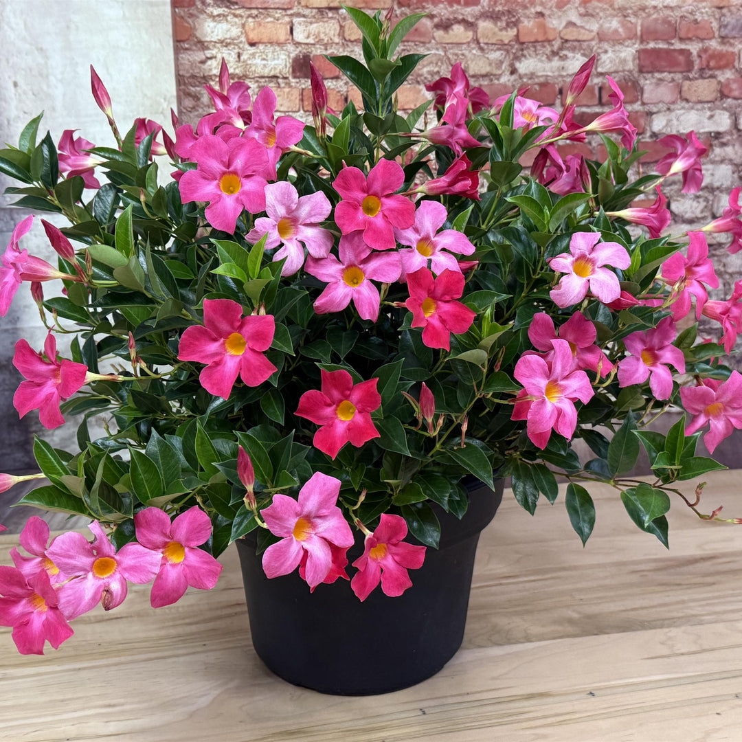 Mandevilla x 'Sun Parasol XP Pink' ~ Monrovia® Sun Parasol® Original XP Pink Mandevilla-ServeScape