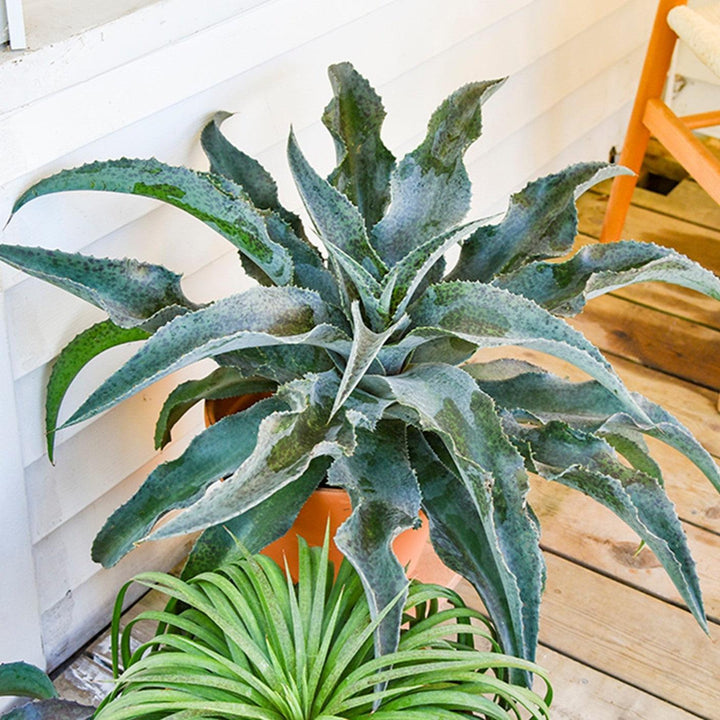 Mangave ‘Catch A Wave'~ PW® Art & Sol™ Catch A Wave Mangave-ServeScape