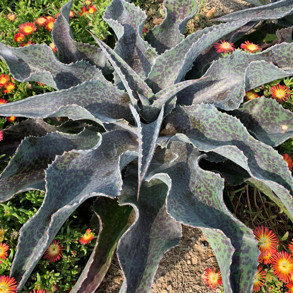 Mangave ‘Catch A Wave'~ PW® Art & Sol™ Catch A Wave Mangave-ServeScape