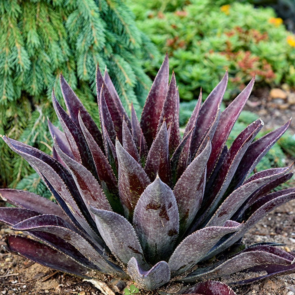 Mangave ‘Thunderbird' ~ PW® Mangave Art & Sol® Thunderbird Mangave-ServeScape