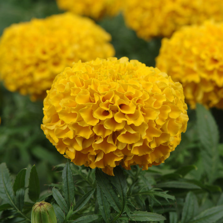 Tagetes erecta 'PAS1060547' ~ Taishan® Gold African Marigold-ServeScape