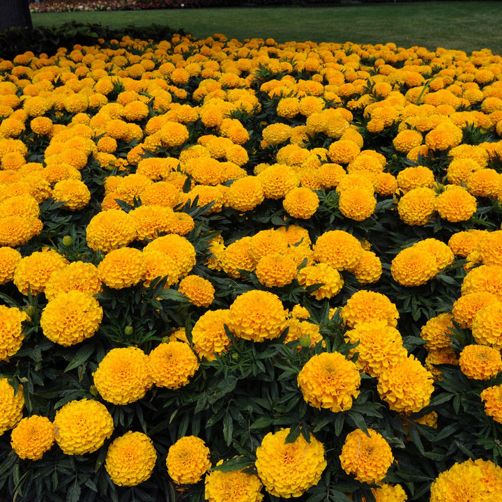 Tagetes erecta 'PAS1060547' ~ Taishan® Gold African Marigold-ServeScape