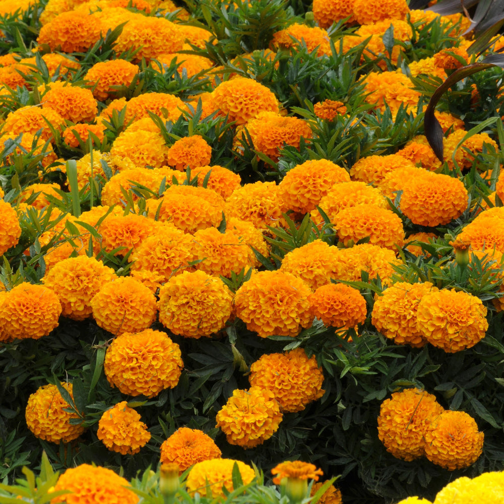 Tagetes erecta 'PAS1060545' ~ Taishan® Orange African Marigold-ServeScape