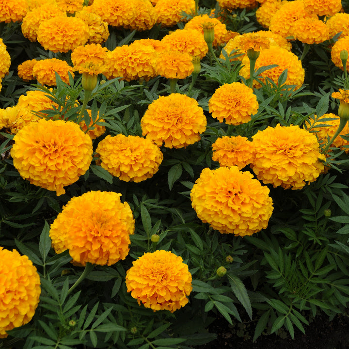 Tagetes erecta 'PAS1060547' ~ Taishan® Gold African Marigold-ServeScape