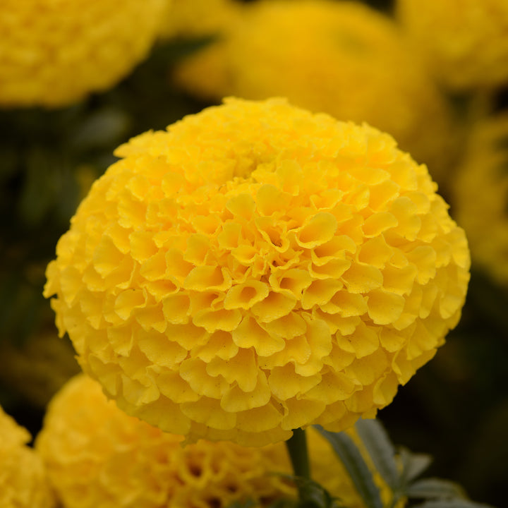 Tagetes erecta 'PAS106054' ~ Taishan® Yellow African Marigold-ServeScape