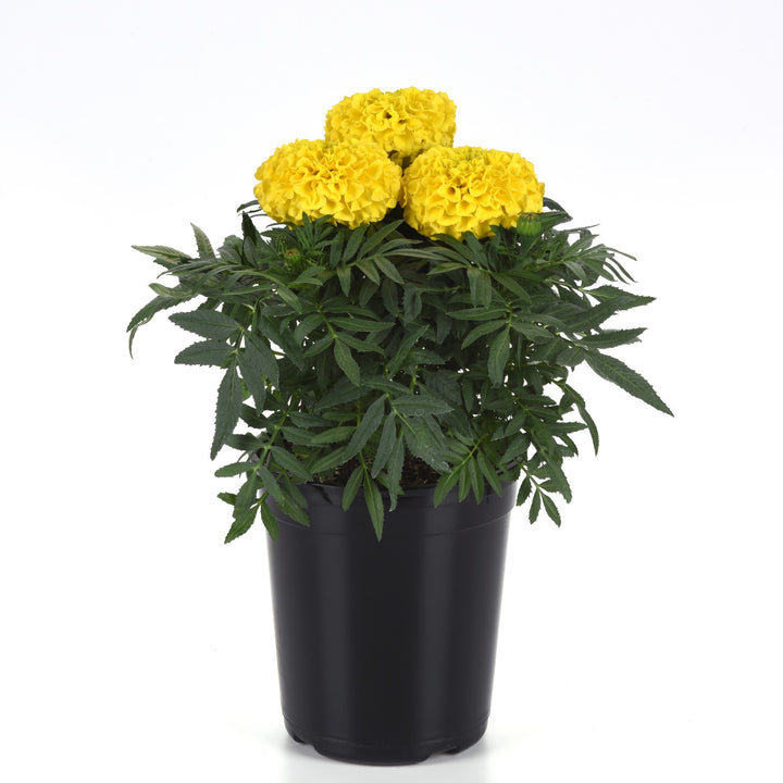 Tagetes erecta 'PAS106054' ~ Taishan® Yellow African Marigold-ServeScape