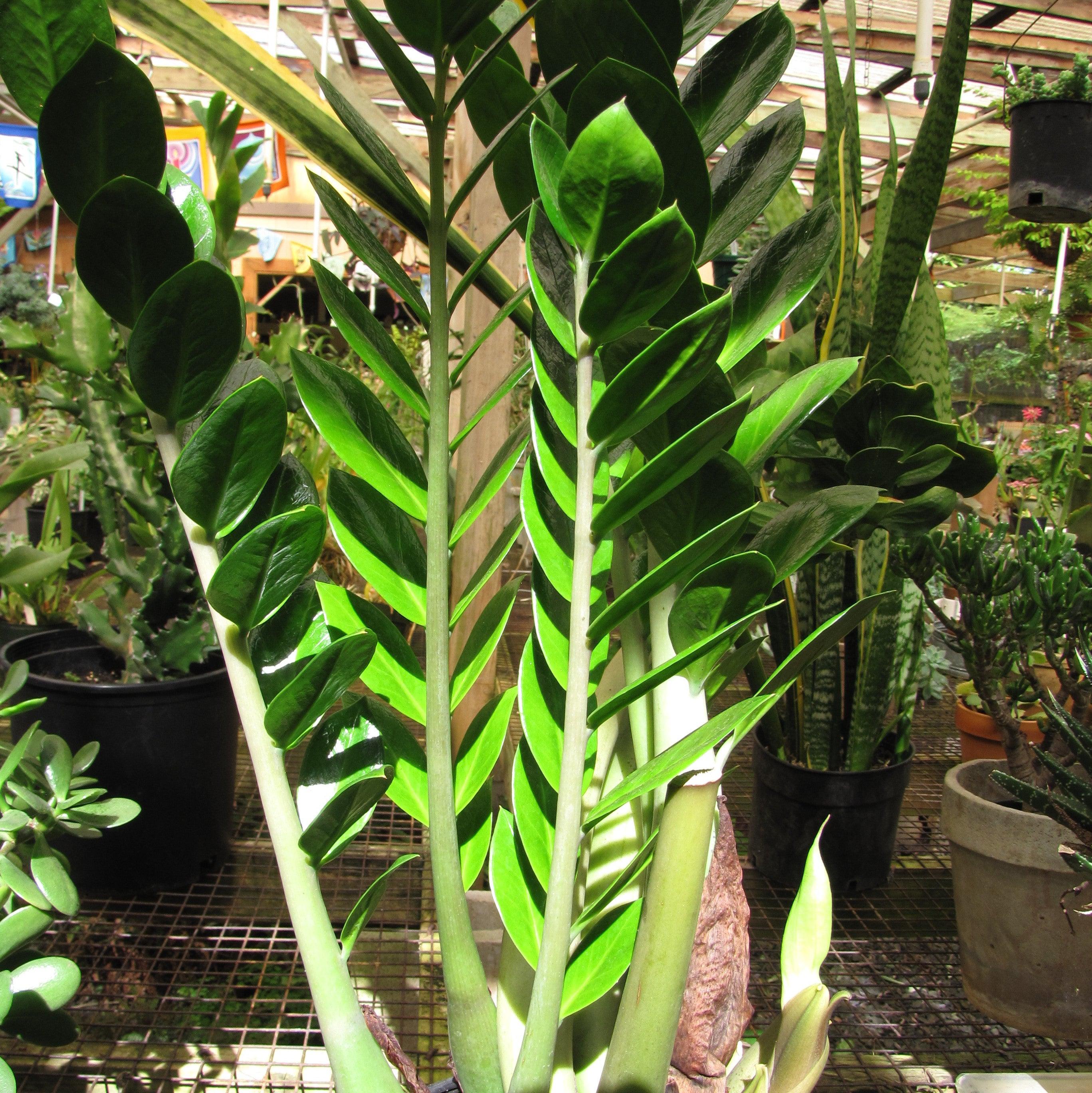 Monrovia® Lucky Giant ZZ Plant - Zamio Zamioculcas 'Lucky Giant Leaf ...