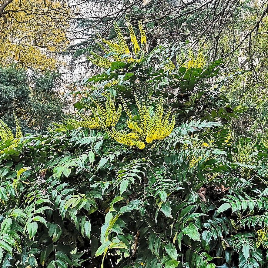 Mahonia bealei ~ Leatherleaf Mahonia-ServeScape