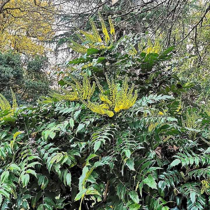Mahonia bealei ~ Leatherleaf Mahonia-ServeScape