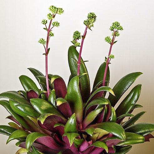 Crassula orbicularis var. rosularis ~ Rose Curly Jade-ServeScape