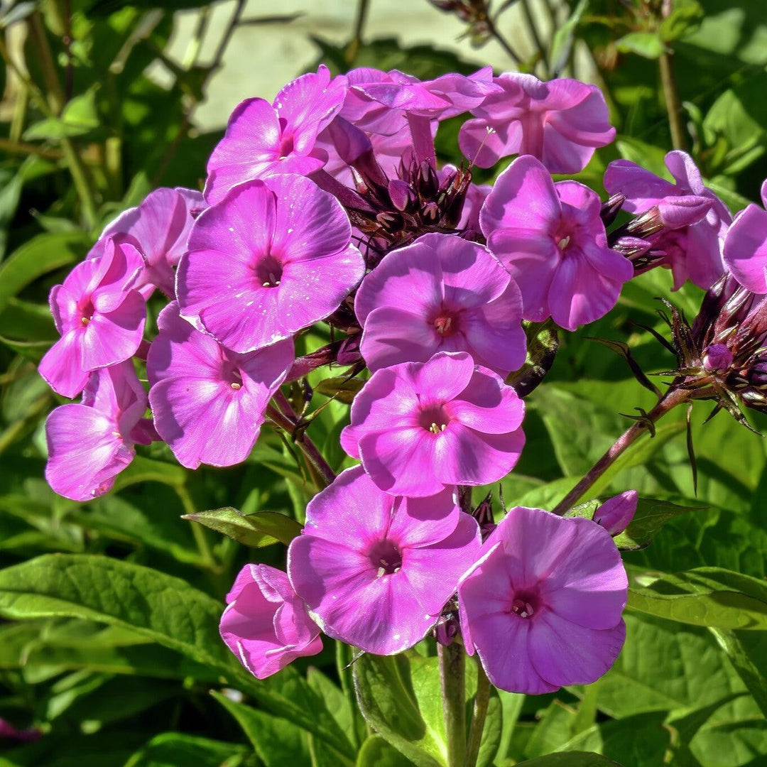 Phlox paniculata 'Famous Light Purple' ~ Famous Light Purple Phlox-ServeScape