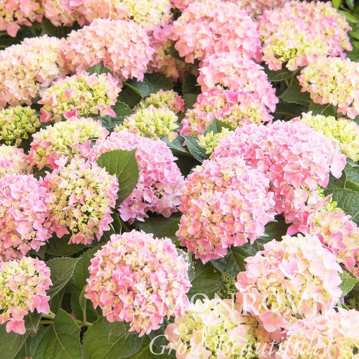 Hydrangea macrophylla 'MonPKSP' ~ Pink Splendor™ Hydrangea-ServeScape