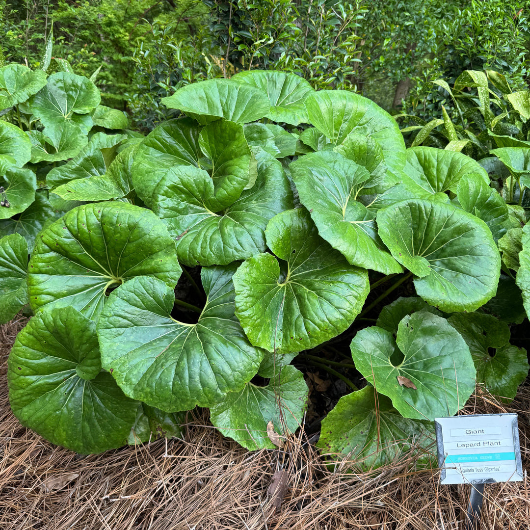 Farfugium Japonicum 'Giganteum' ~ Monrovia® Giant Leopard Plant-ServeScape