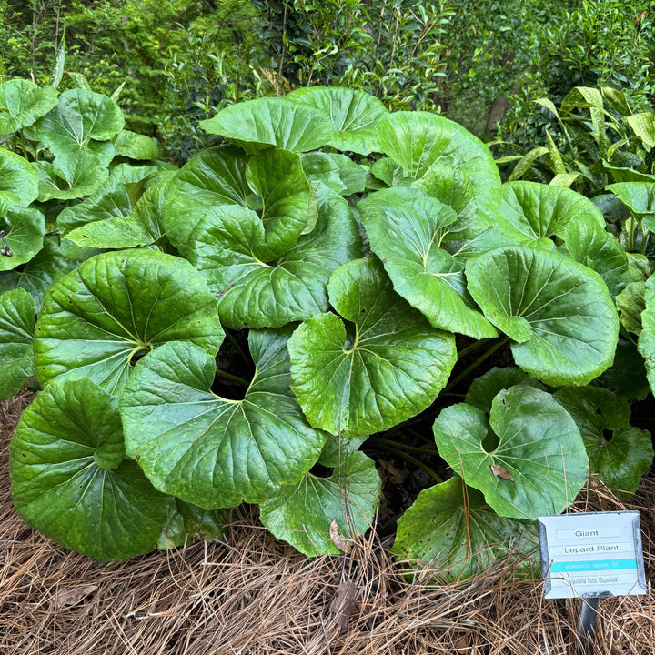 Farfugium Japonicum 'Giganteum' ~ Monrovia® Giant Leopard Plant-ServeScape