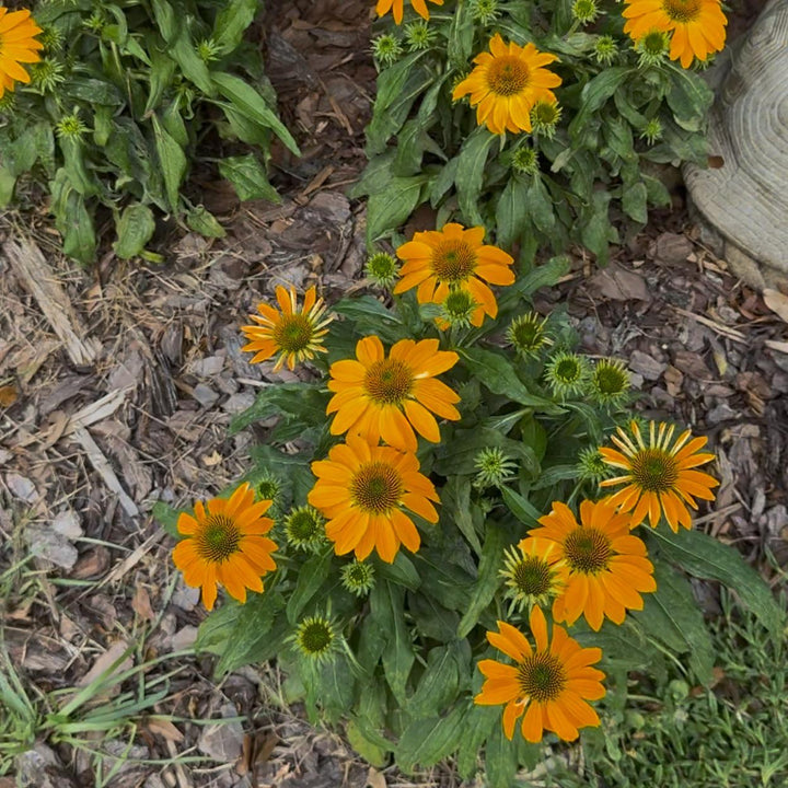 Echinacea 'Balsomold' ~ Monrovia® Sombrero® Granada Gold Coneflower-ServeScape