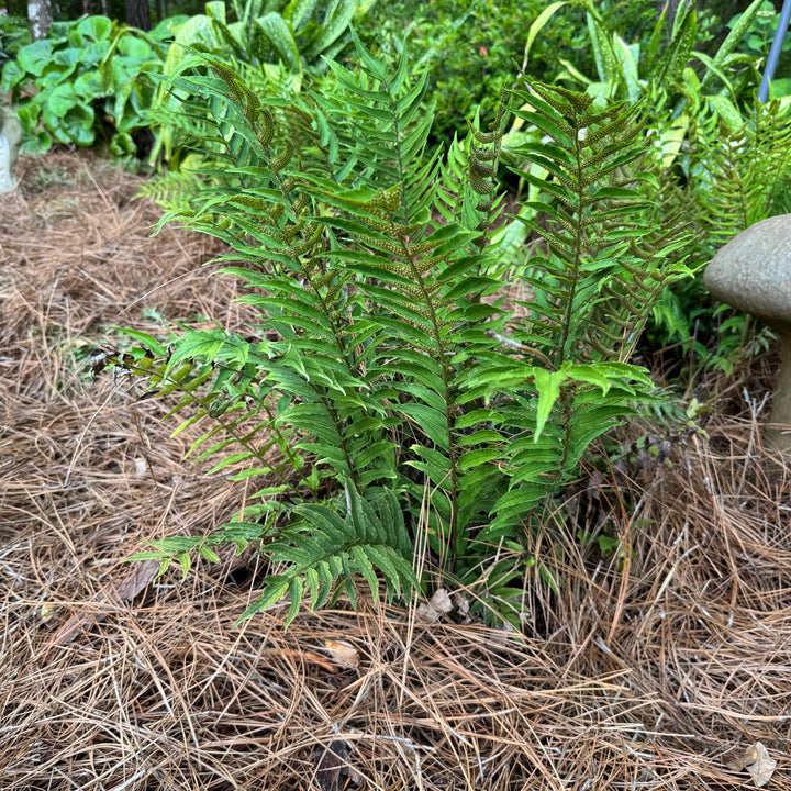 Cyrtomium fortunei 'MONSTGO' ~ Monrovia® Jurassic™ Stegosaurus Holly Fern-ServeScape