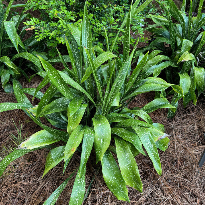 Aspidistra sichuanensis 'Spek-tacular' ~ Monrovia® Spek-tacular Cast Iron Plant-ServeScape