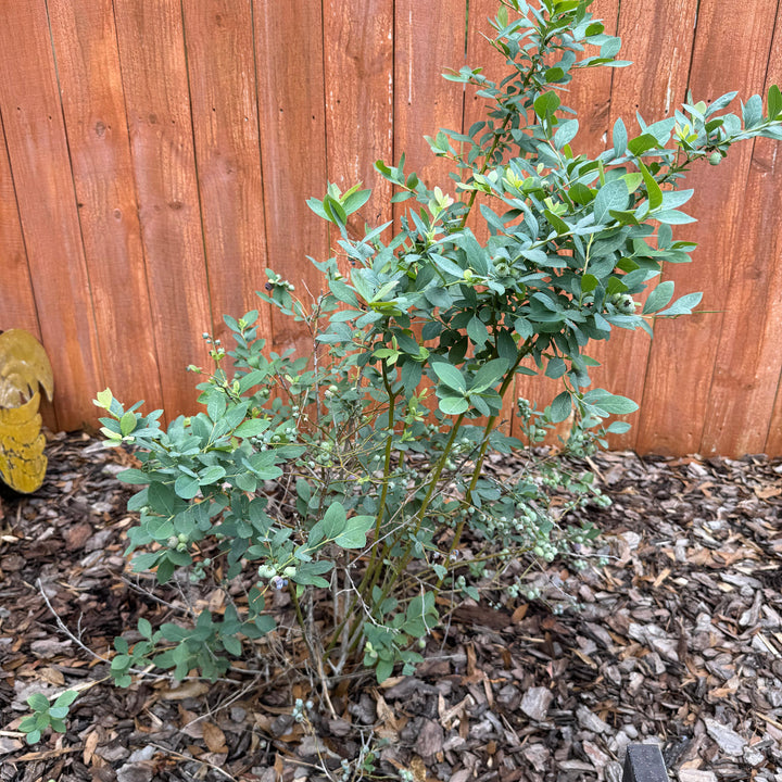 Vaccinium corymbosum 'FLX-2' PP #19,381 ~ Monrovia® Bountiful Blue® Blueberry-ServeScape
