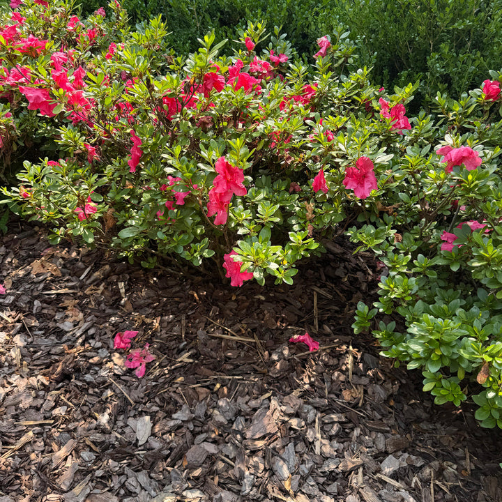 Rhododendron x 'RLH1-9P7' (H-3) PP #27,877 ~ Monrovia® Double Shot® Watermelon Azalea-ServeScape