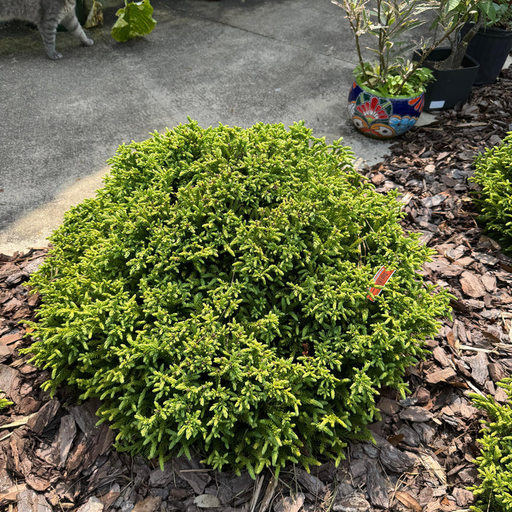Cryptomeria japonica 'sPg-3-014' ~ Monrovia® Dragon Prince™ Japanese Cedar-ServeScape