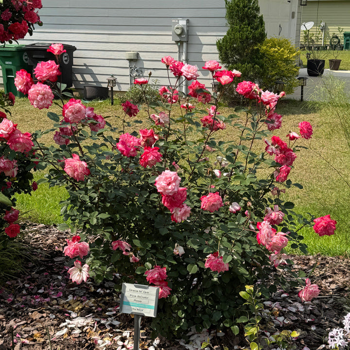 Rosa 'Meiryezza' PP #30,844 ~ Monrovia® Grace N' Grit™ Pink Bicolor Shrub Rose-ServeScape
