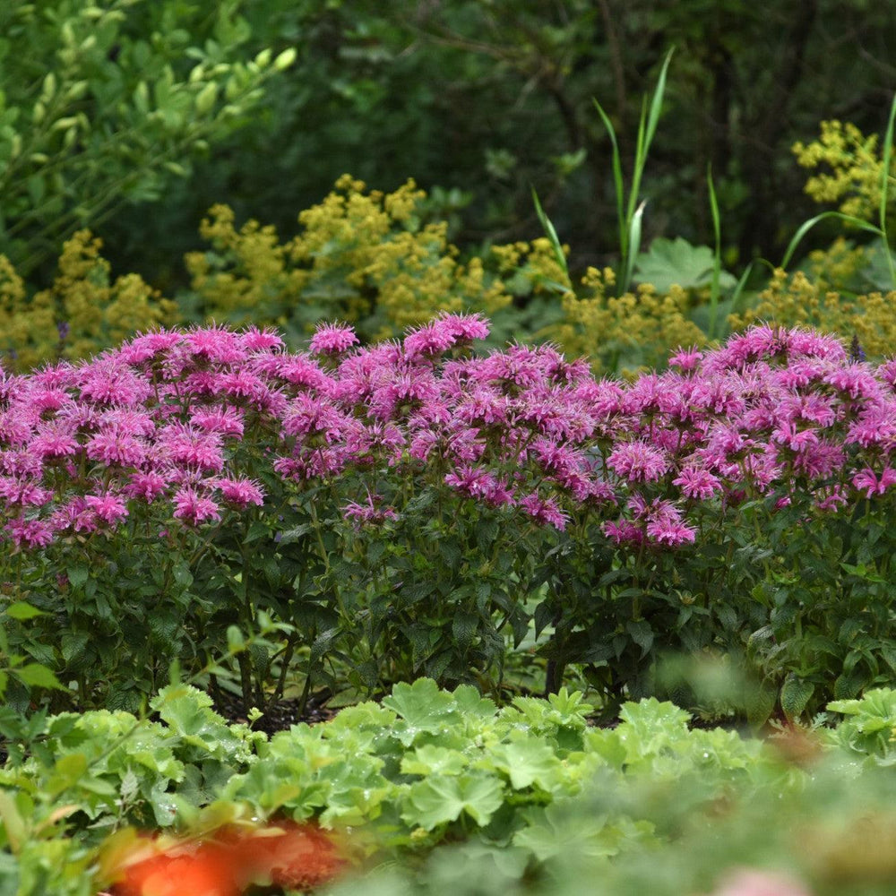Monarda didyma 'Balbeemin' ~ Monrovia® BeeMine™ Pink Bee Balm-ServeScape