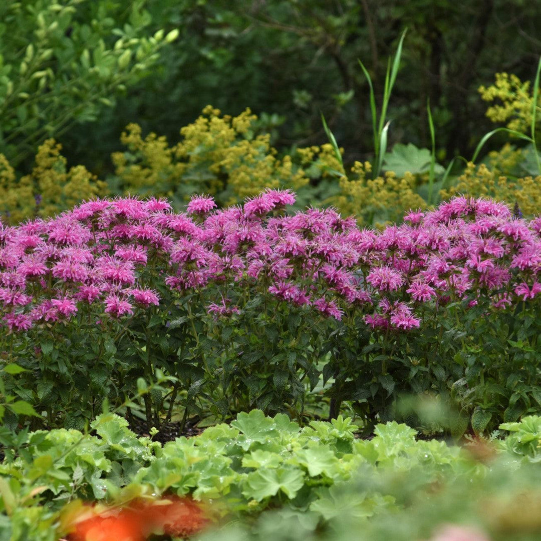 Monarda didyma 'Balbeemin' ~ Monrovia® BeeMine™ Pink Bee Balm-ServeScape