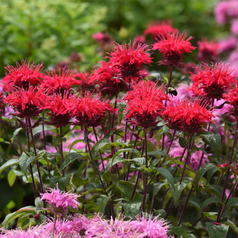 Monarda didyma 'Balbeemed' ~ Monrovia® BeeMine™ Red Bee Balm-ServeScape
