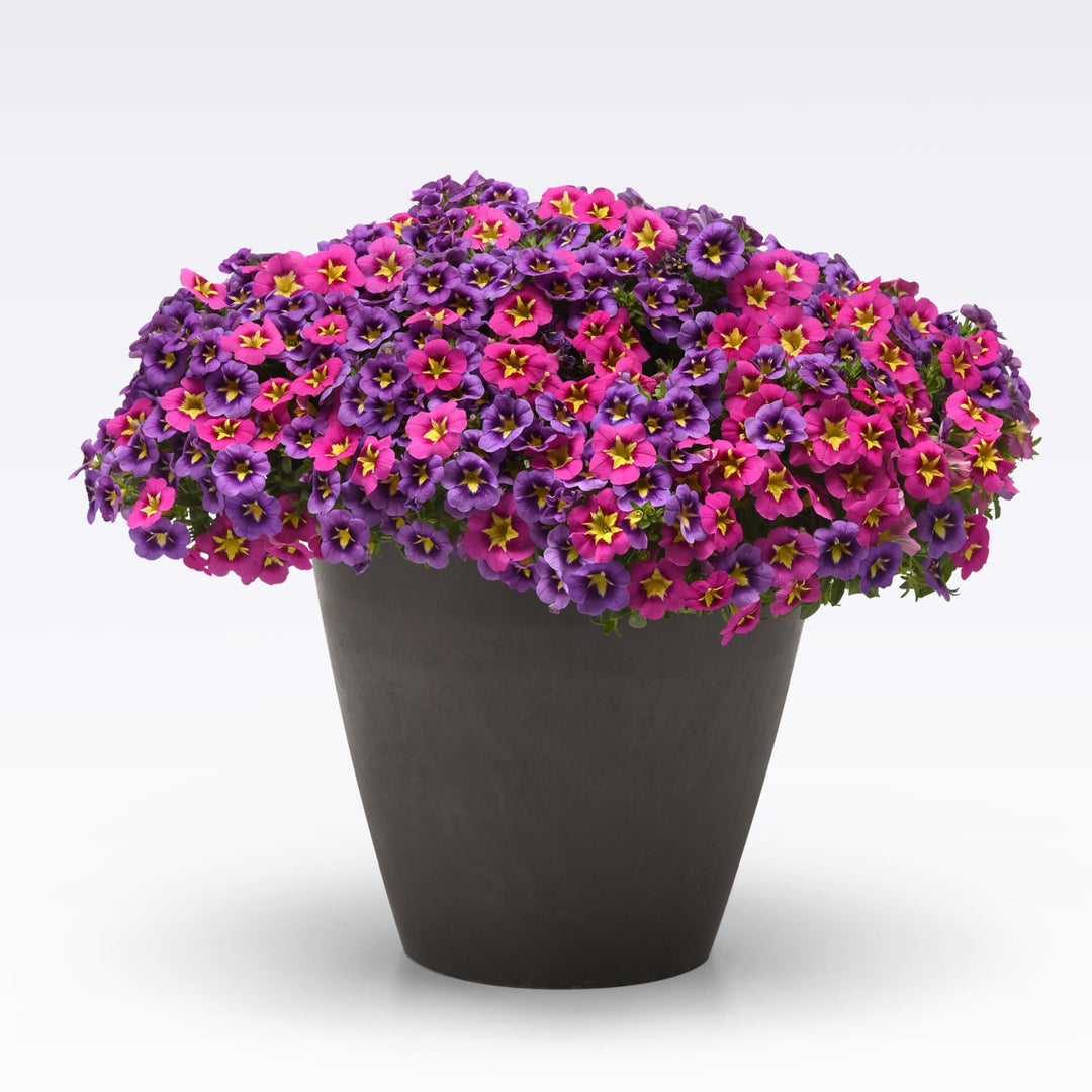 ServeScape ~ Powers That Bee MixMasters™ Hanging Basket-ServeScape