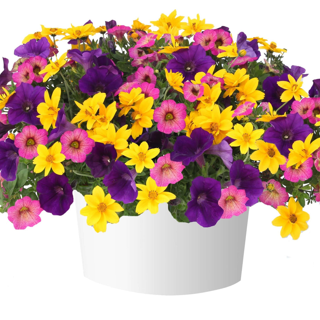 King's Greenhouse ~ DuraBella Finger Paints™ Gardens to Go Container-ServeScape